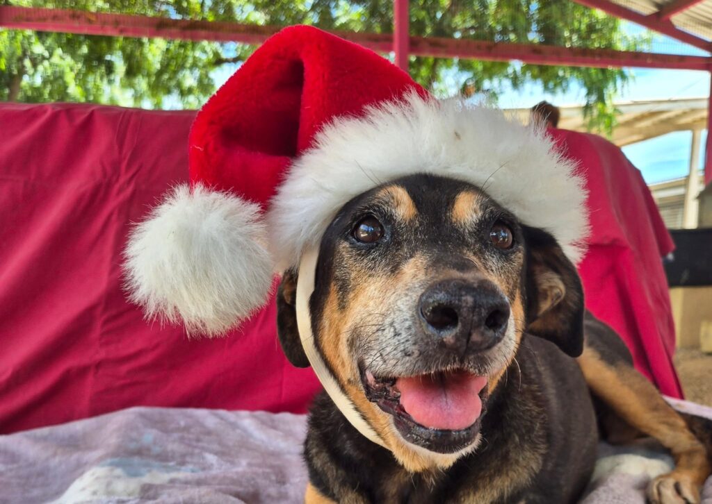 MARSHE DI PASKU NA ANIMAL SHELTER BONAIRE RIBA 30 DI NOVÈMBER