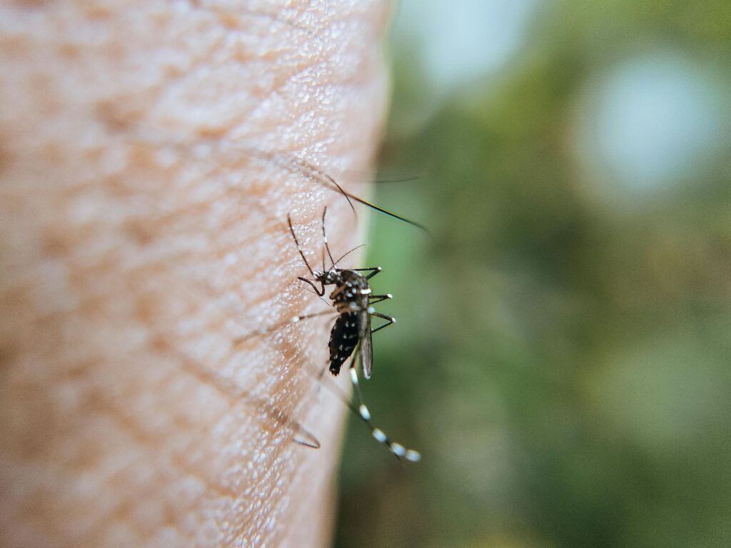 A KONSTATÁ SUPUESTO INFEKSHON DI CHIKUNGUNYA SERKA HABITANTE NA BONEIRU