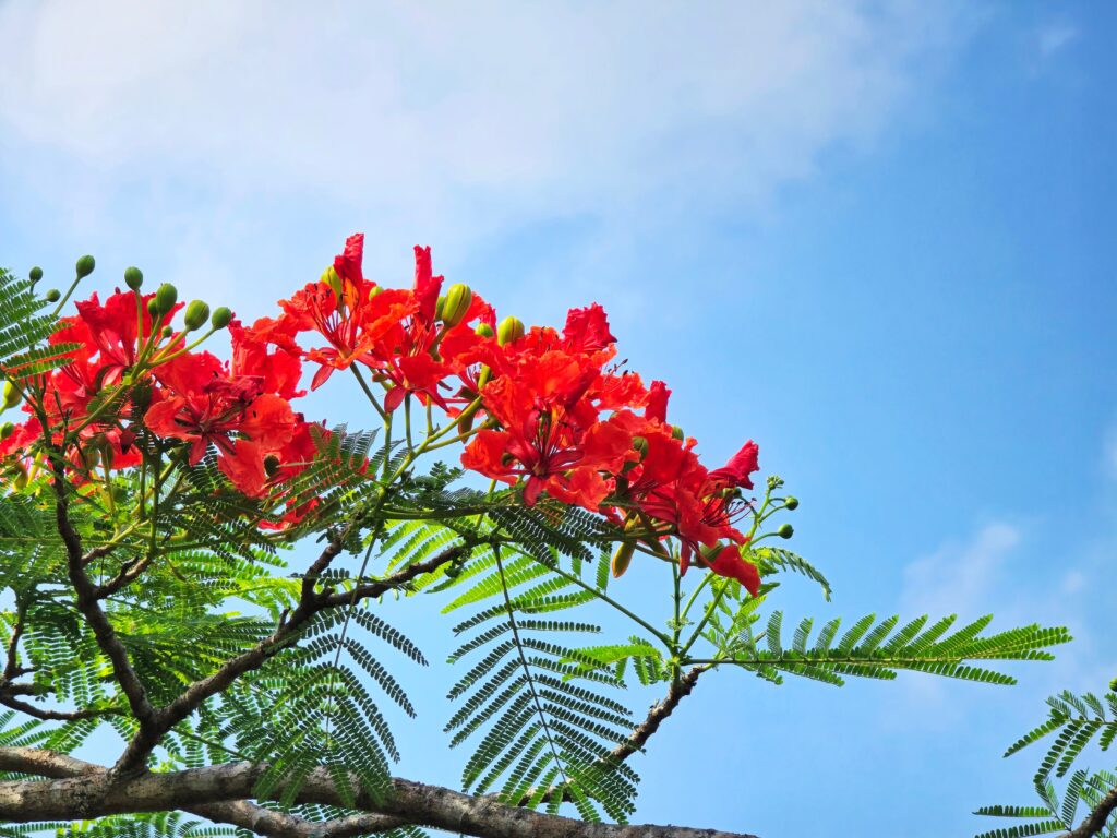 MAN NA OBRA KU TRES PRIORIDAT PA E PARTI KARIBENSE DI REINO