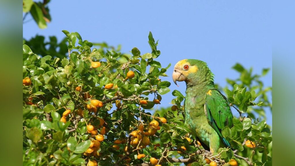 MANTENÉ LORA DI BONEIRU SALBAHE: NO DUNA NAN KUMINDA