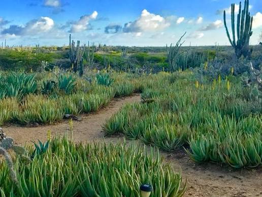 OLB SU TERMINASHON DI E ÚNIKO PLANTASHON DI ALOE DI BONEIRU TA KONFLIKTO KU ZONIFIKASHON AGRÍKOLA, HERENSIA I EKONOMIA LOKAL